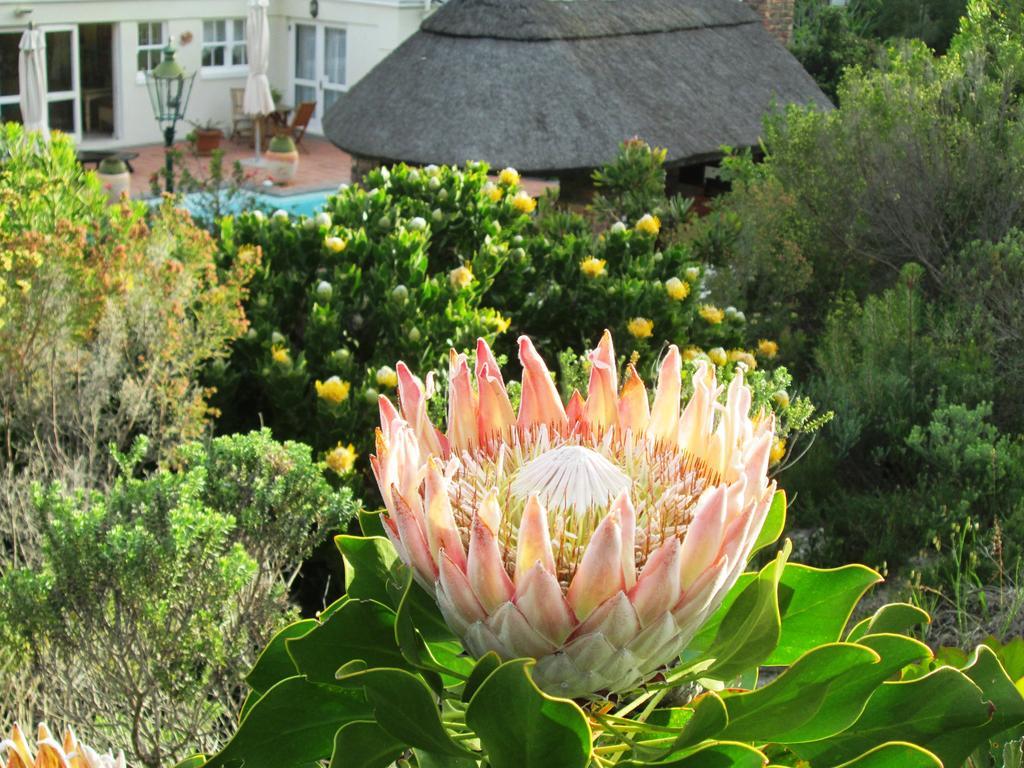Von Abercron Residence Hermanus Kamer foto